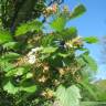 Fotografia 9 da espécie Crataegus laevigata do Jardim Botânico UTAD