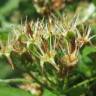 Fotografia 10 da espécie Crataegus laevigata do Jardim Botânico UTAD