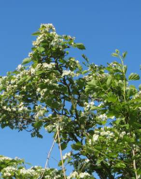 Fotografia 11 da espécie Crataegus laevigata no Jardim Botânico UTAD