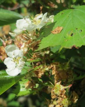 Fotografia 12 da espécie Crataegus laevigata no Jardim Botânico UTAD