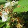 Fotografia 12 da espécie Crataegus laevigata do Jardim Botânico UTAD