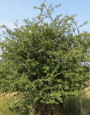 Fotografia 13 da espécie Crataegus laevigata no Jardim Botânico UTAD