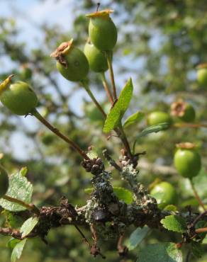 Fotografia 14 da espécie Crataegus laevigata no Jardim Botânico UTAD