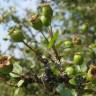 Fotografia 14 da espécie Crataegus laevigata do Jardim Botânico UTAD