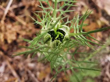 Fotografia da espécie Nigella damascena