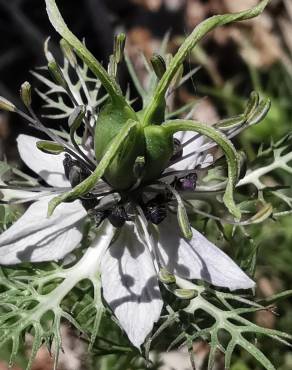 Fotografia 32 da espécie Nigella damascena no Jardim Botânico UTAD