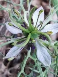 Fotografia da espécie Nigella damascena