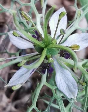 Fotografia 34 da espécie Nigella damascena no Jardim Botânico UTAD