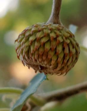 Fotografia 18 da espécie Quercus castaneifolia no Jardim Botânico UTAD