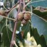 Fotografia 19 da espécie Quercus castaneifolia do Jardim Botânico UTAD