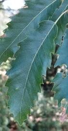 Fotografia da espécie Quercus castaneifolia