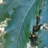 Fotografia 20 da espécie Quercus castaneifolia do Jardim Botânico UTAD