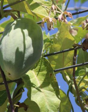 Fotografia 43 da espécie Araujia sericifera no Jardim Botânico UTAD