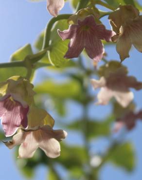 Fotografia 45 da espécie Araujia sericifera no Jardim Botânico UTAD