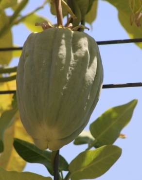 Fotografia 46 da espécie Araujia sericifera no Jardim Botânico UTAD