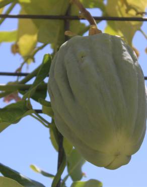 Fotografia 47 da espécie Araujia sericifera no Jardim Botânico UTAD