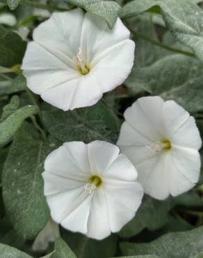 Fotografia 16 da espécie Convolvulus arvensis var. arvensis no Jardim Botânico UTAD