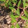 Fotografia 12 da espécie Chamaesyce nutans do Jardim Botânico UTAD