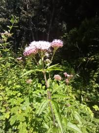 Fotografia da espécie Eupatorium cannabinum subesp. cannabinum