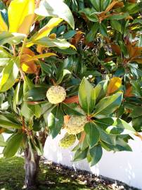 Fotografia da espécie Magnolia grandiflora