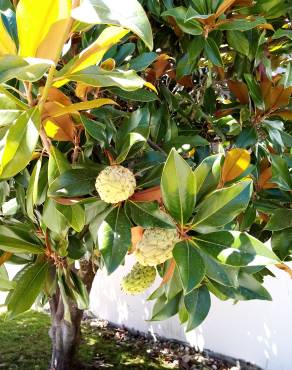 Fotografia 17 da espécie Magnolia grandiflora no Jardim Botânico UTAD