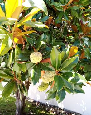 Fotografia 17 da espécie Magnolia grandiflora no Jardim Botânico UTAD