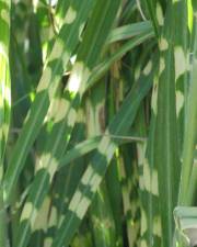 Fotografia da espécie Miscanthus sinensis