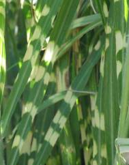 Miscanthus sinensis