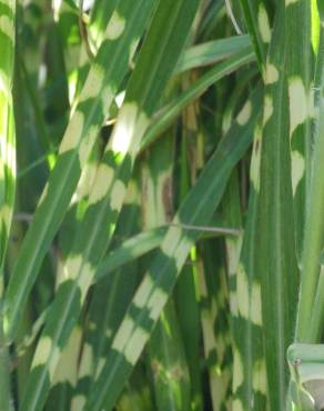 Fotografia 1 da espécie Miscanthus sinensis no Jardim Botânico UTAD