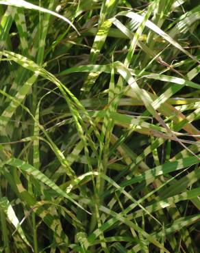 Fotografia 3 da espécie Miscanthus sinensis no Jardim Botânico UTAD