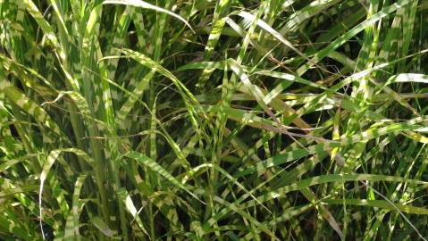 Fotografia da espécie Miscanthus sinensis
