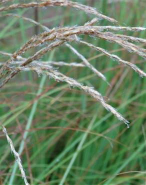 Fotografia 4 da espécie Miscanthus sinensis no Jardim Botânico UTAD