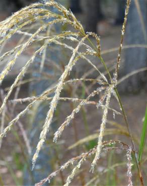 Fotografia 5 da espécie Miscanthus sinensis no Jardim Botânico UTAD