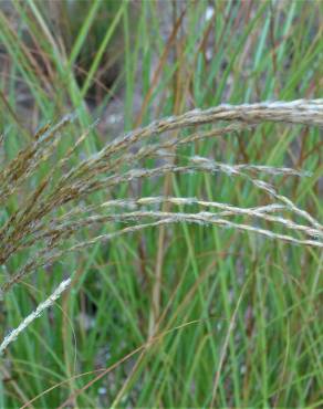 Fotografia 6 da espécie Miscanthus sinensis no Jardim Botânico UTAD