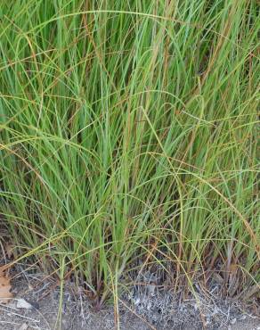 Fotografia 7 da espécie Miscanthus sinensis no Jardim Botânico UTAD
