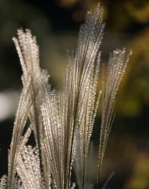 Fotografia 8 da espécie Miscanthus sinensis no Jardim Botânico UTAD