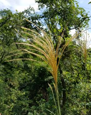 Fotografia 9 da espécie Miscanthus sinensis no Jardim Botânico UTAD