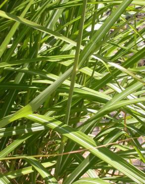 Fotografia 10 da espécie Miscanthus sinensis no Jardim Botânico UTAD
