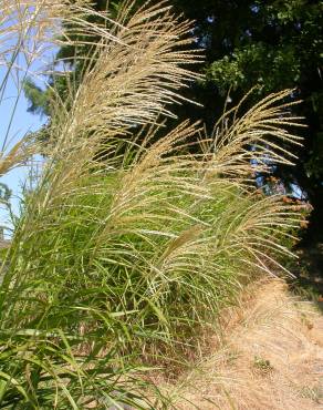 Fotografia 11 da espécie Miscanthus sinensis no Jardim Botânico UTAD