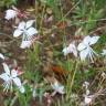 Fotografia 9 da espécie Gaura lindheimeri do Jardim Botânico UTAD