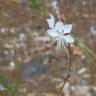 Fotografia 11 da espécie Gaura lindheimeri do Jardim Botânico UTAD