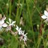 Fotografia 12 da espécie Gaura lindheimeri do Jardim Botânico UTAD