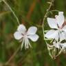 Fotografia 13 da espécie Gaura lindheimeri do Jardim Botânico UTAD