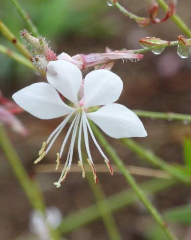 Fotografia de capa Gaura lindheimeri - do Jardim Botânico