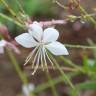 Fotografia 1 da espécie Gaura lindheimeri do Jardim Botânico UTAD