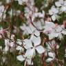 Fotografia 14 da espécie Gaura lindheimeri do Jardim Botânico UTAD