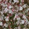 Fotografia 15 da espécie Gaura lindheimeri do Jardim Botânico UTAD