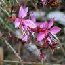 Fotografia 16 da espécie Gaura lindheimeri do Jardim Botânico UTAD