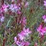 Fotografia 17 da espécie Gaura lindheimeri do Jardim Botânico UTAD