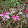 Fotografia 18 da espécie Gaura lindheimeri do Jardim Botânico UTAD